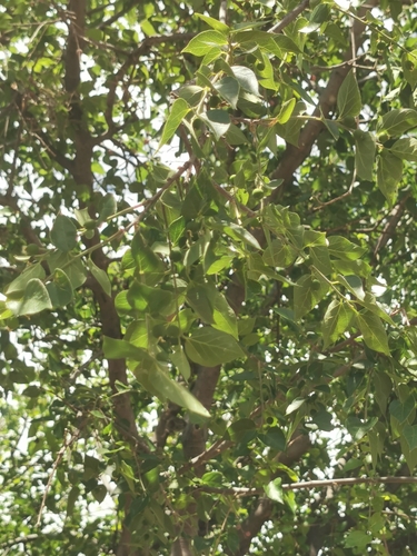 Celtis reticulata (Celtis reticulata)