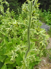Veratrum viride