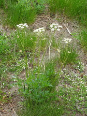 Ligusticum grayi