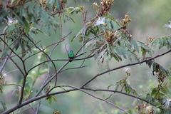 Saucerottia cyanifrons