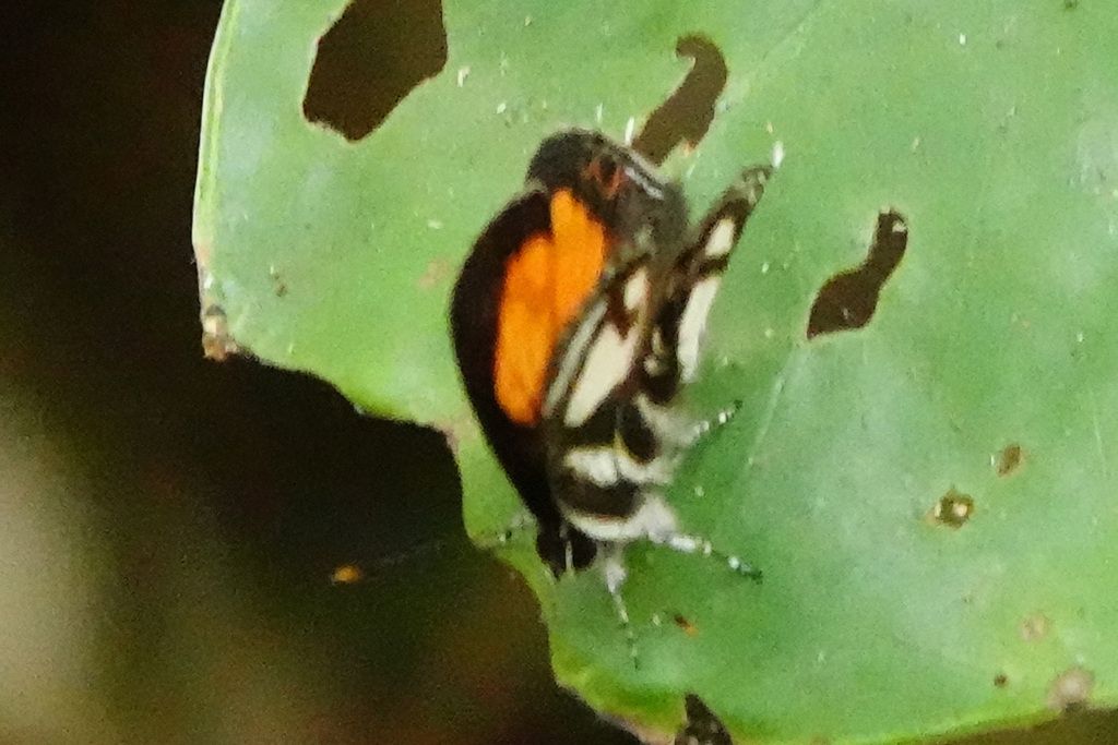 Neurellipes juba