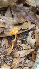 Cantharellus minor