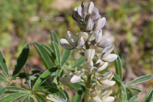 Image of White Lupin (Lupinus albus) by no rights reserved