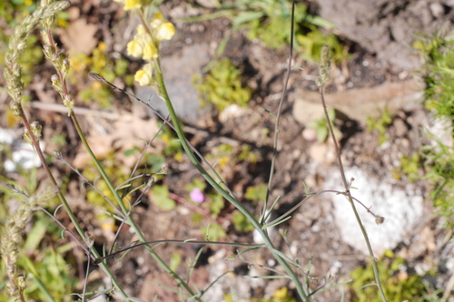 Image of Linaria multicaulis by no rights reserved