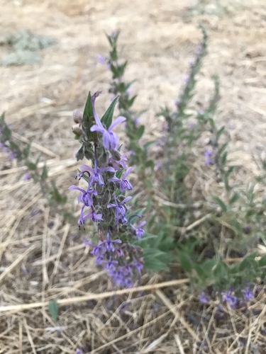 iNaturalist observation photo of Vinegar Weed