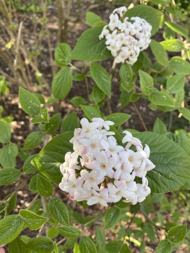 Viburnum carlesii