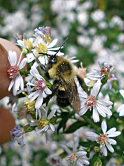 Bombus impatiens
