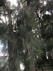 Tracheophyta