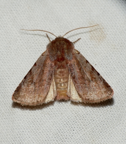 Cerastis rubricosa
