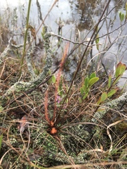 Drosera filiformis
