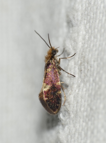 Eriocrania salopiella