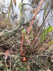 Drosera filiformis