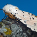 Salt Marsh Moth - Photo (c) Thomas Shahan, some rights reserved (CC BY-NC), uploaded by Thomas Shahan