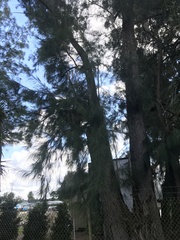 Tracheophyta