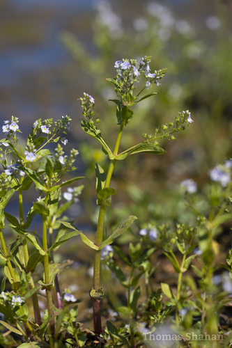 Photograph of Beccabunga