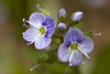 Blue Water-Speedwell - Photo (c) Thomas Shahan, some rights reserved (CC BY-NC), uploaded by Thomas Shahan