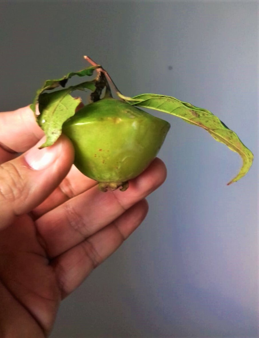 Imagem de Cambuci