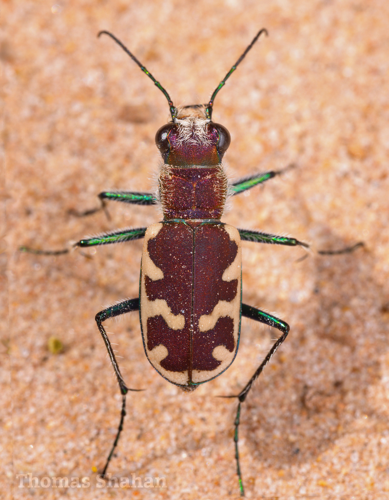 Big Sand Tiger Beetle