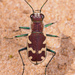 Big Sand Tiger Beetle - Photo (c) Thomas Shahan, some rights reserved (CC BY-NC), uploaded by Thomas Shahan