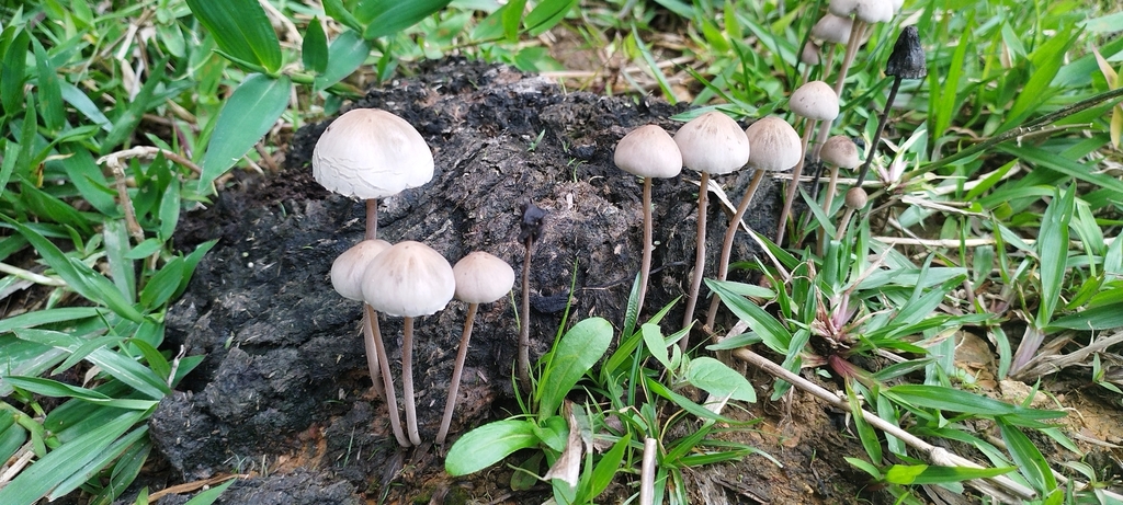 Panaeolus papilionaceus · April 2023 · photo: © sofia_garcia_17 (iNaturalist, CC)