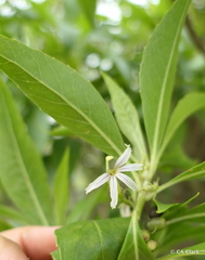 Scaevola gaudichaudiana