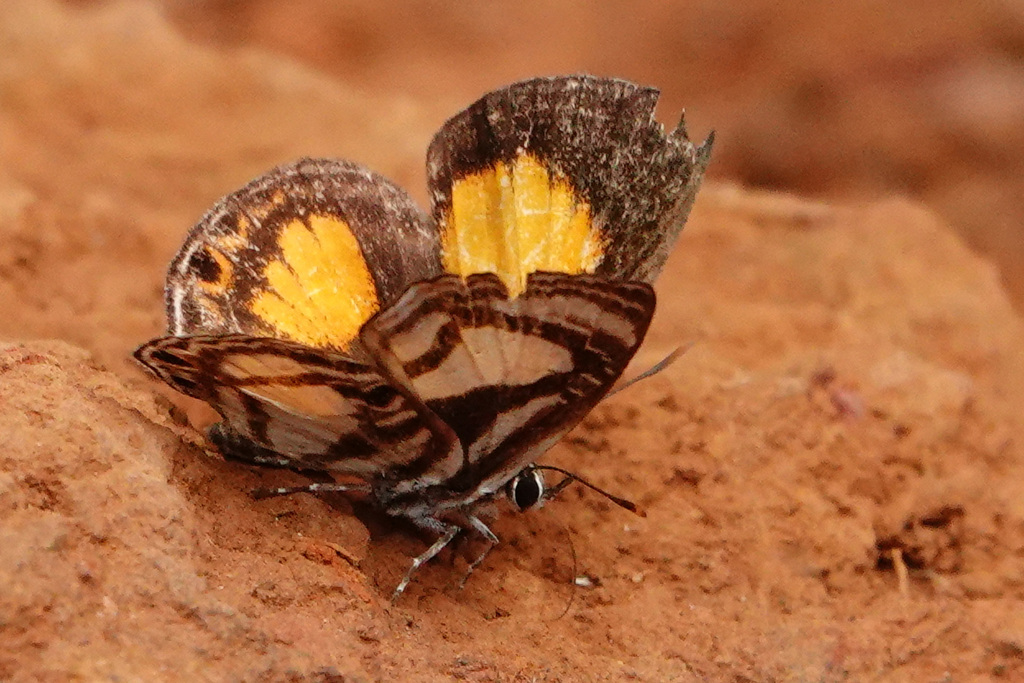 Neurellipes