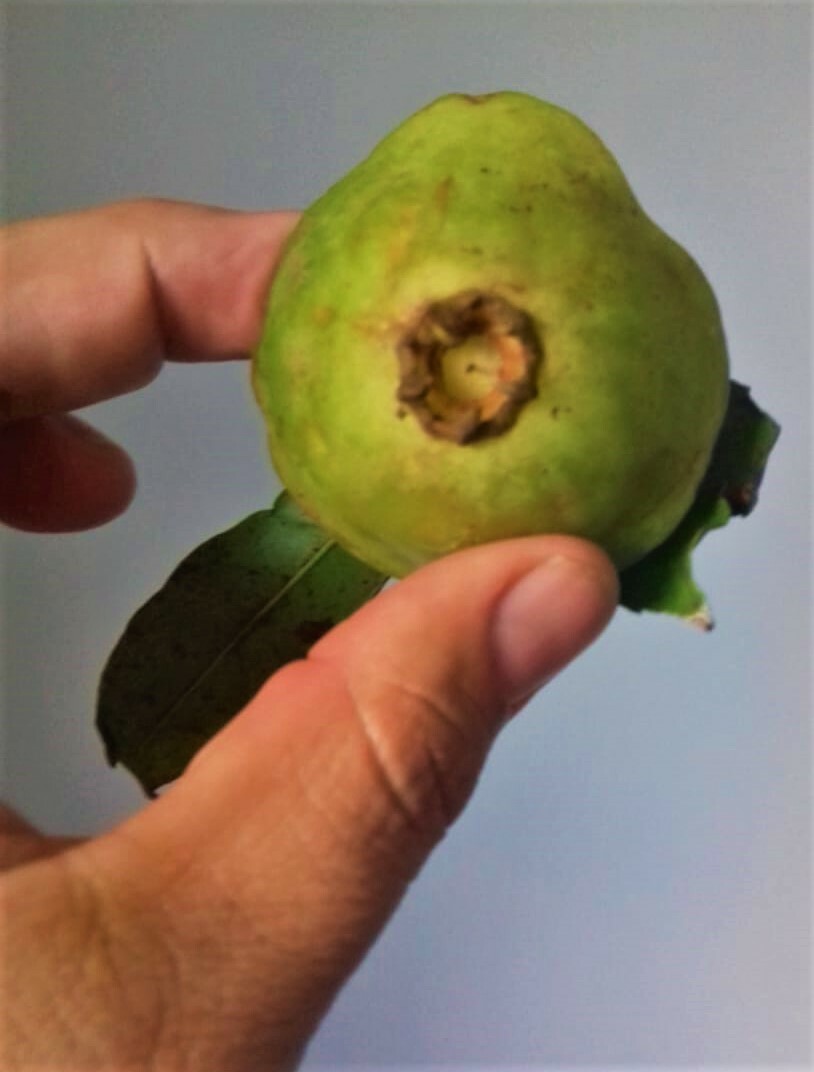 Imagem de Cambuci