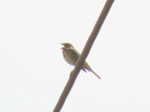 Escribano triguero (Emberiza calandra)