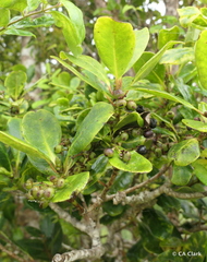 Ilex anomala