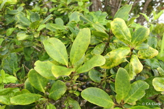 Ilex anomala