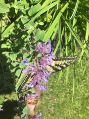 Papilio canadensis