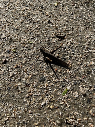 iNaturalist observation photo of Gray Bird Grasshopper