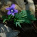 Viola palmata - Photo (c) Michael J. Papay,  זכויות יוצרים חלקיות (CC BY), הועלה על ידי Michael J. Papay