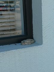 Osteopilus septentrionalis