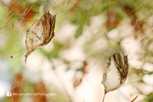 Banded Garden Spider