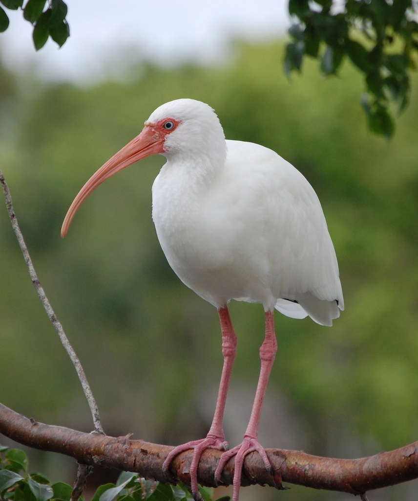 Southern White Ibis