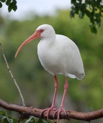 American White Ibis photo 4