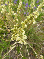 Pedicularis contorta