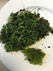 Dendrohypopterygium filiculiforme