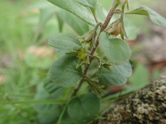 Lysimachia japonica