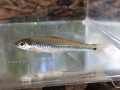 Notropis petersoni