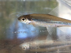 Notropis petersoni