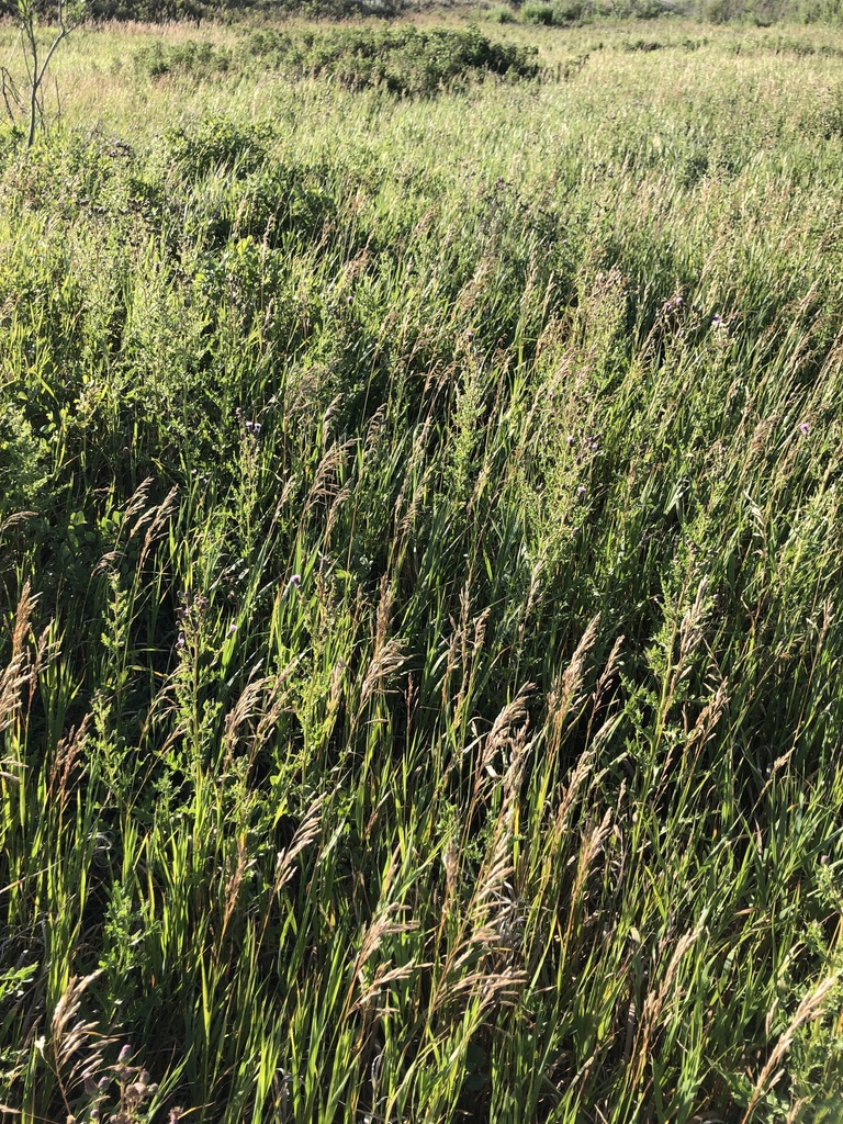 creeping thistle from Grasslands, CA-SK-FO, CA-SK, CA on August 02 ...