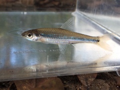 Notropis petersoni