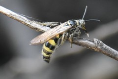 Dielis pilipes