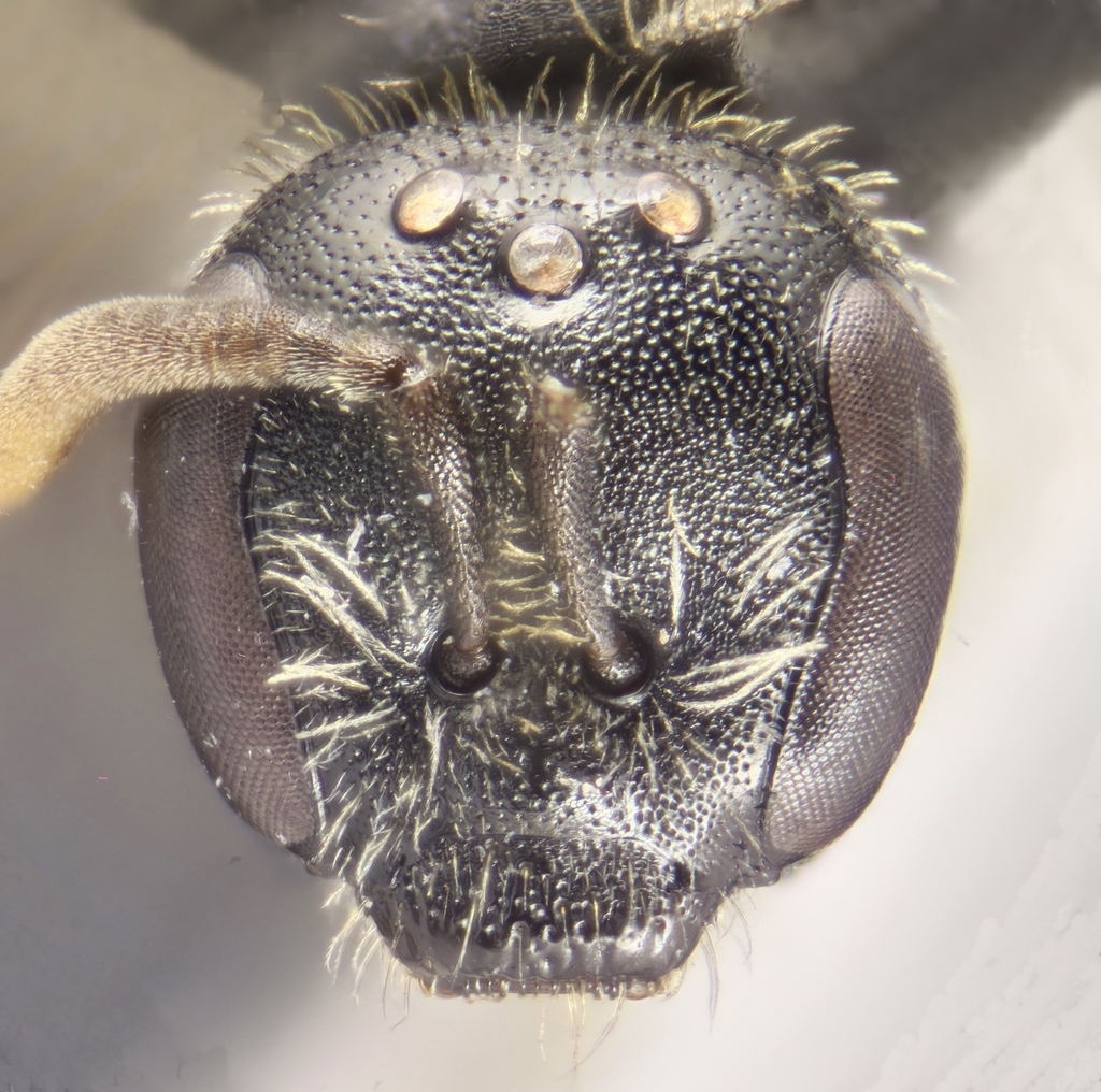 Lasioglossum lucidulum