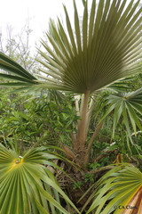 Pritchardia