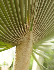 Pritchardia