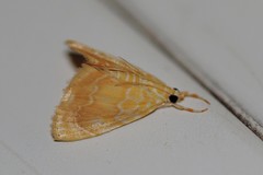 Glaphyria glaphyralis