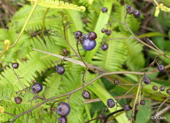 Dianella sandwicensis